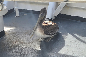 Image showing the injured Pelican on deck.