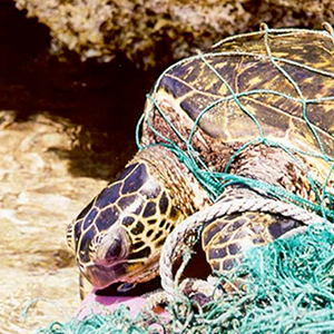 Image of turtle trapped in a net