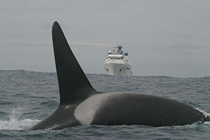 Bow whale with NOAA ship in the background. 