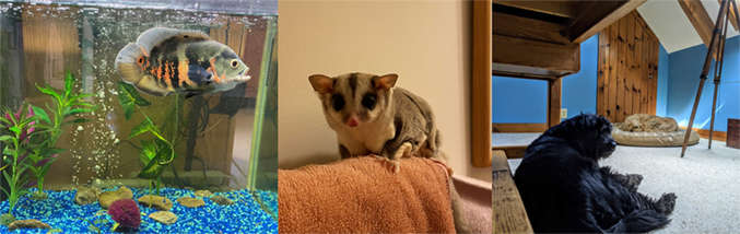 images of people's pets. From left to right: Bubba Jr. the Oscar and Polyxena the sugar glider and Katrina Wyllie's dogs.