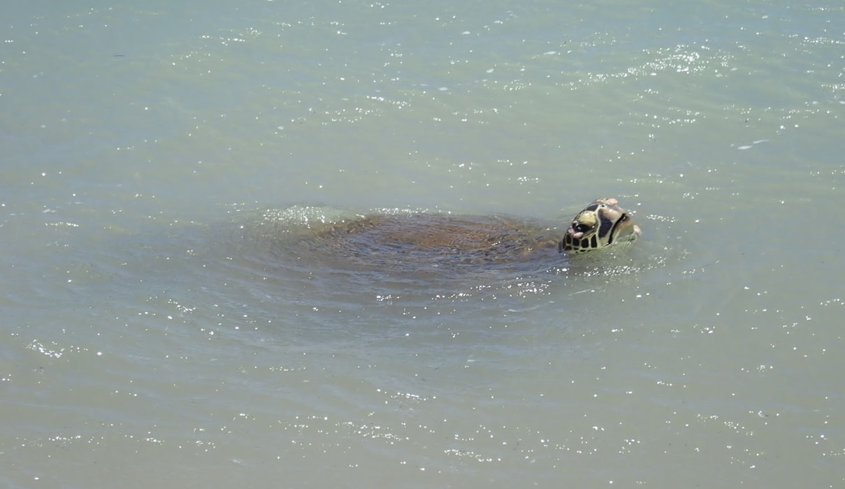 Green sea turtle.