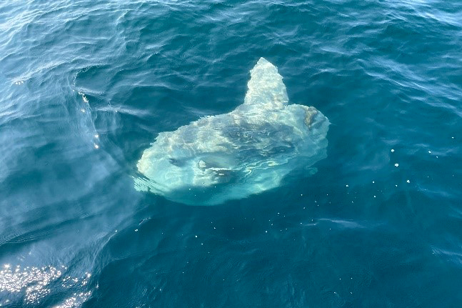An image of a common mola at the surface.