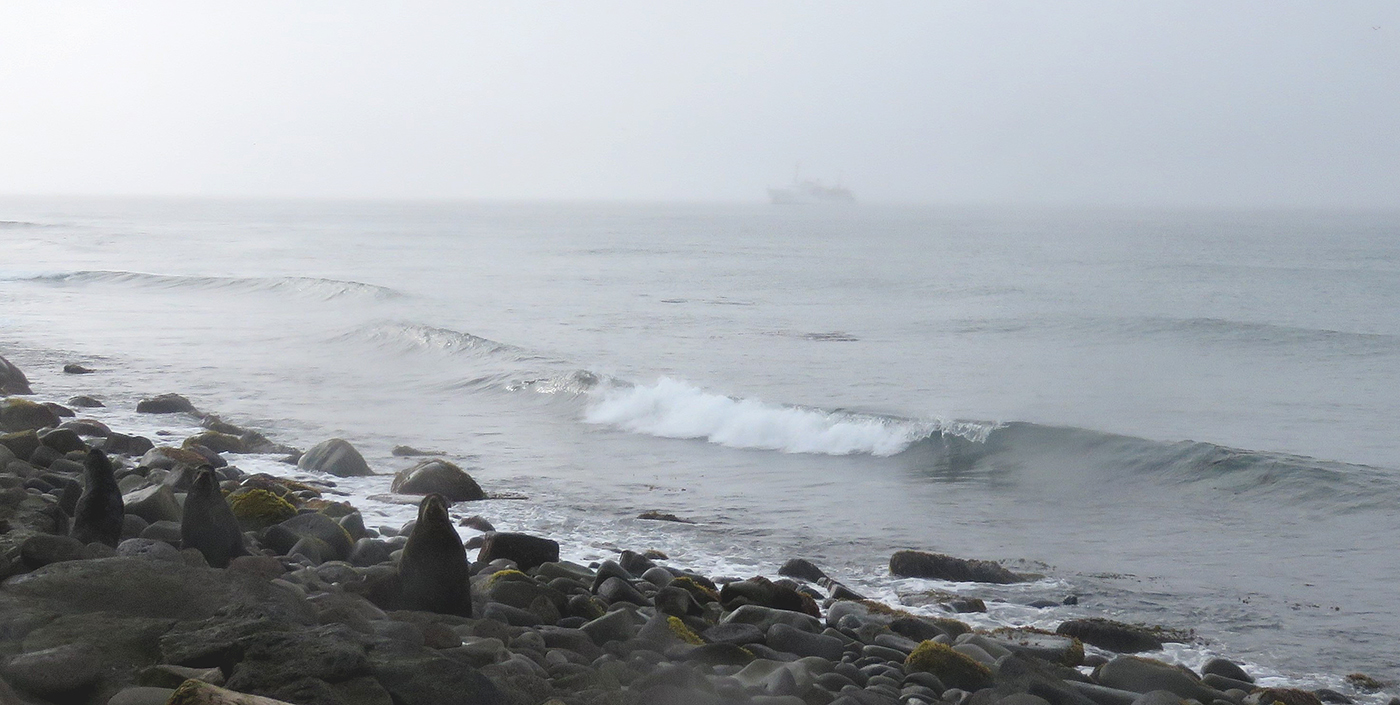 Northern Fur Seals on the beach of St. George as Fairweather navigates the thick fog in the background.