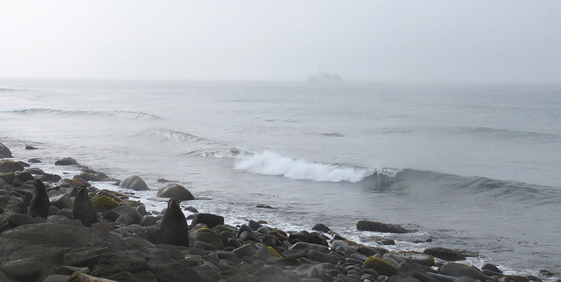 Northern fur seals on the beach of St. George as Fairweather navigates the thick fog in the background. 