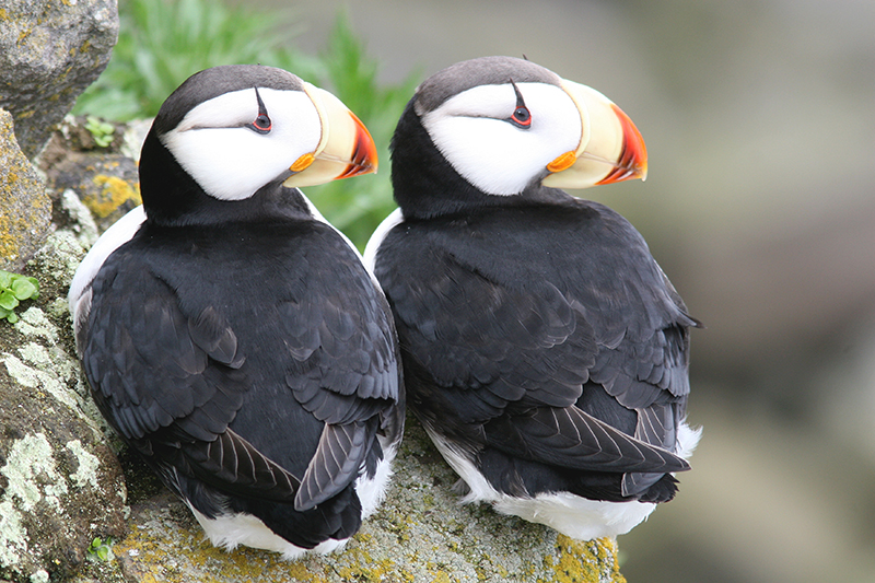 Two local resident Horned puffins on St. George. 